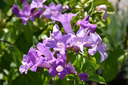 Garlic Vine (Bignonia aequinoctialis) at Lakeshore Garden Centres
