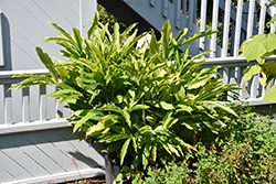 Cardamom (Elettaria cardamomum) at Lakeshore Garden Centres