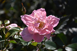 Summer Waltz Rose (Rosa 'Summer Waltz') at Lakeshore Garden Centres