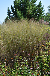 Heavy Metal Blue Switch Grass (Panicum virgatum 'Heavy Metal') at Peter Knippel Garden Centre