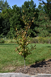 Fire King American Hornbeam (Carpinus caroliniana 'J.N. Select A') at Lakeshore Garden Centres