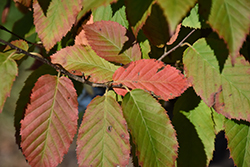 Fire King American Hornbeam (Carpinus caroliniana 'J.N. Select A') at Lakeshore Garden Centres