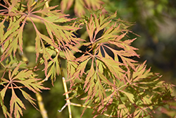 Ice Dragon Maple (Acer 'IsliD') at Golden Acre Home & Garden