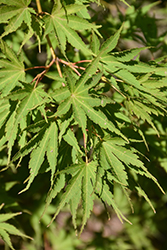 Jack Frost Avalanche Maple (Acer 'Avalanche') at Lakeshore Garden Centres