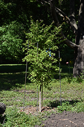 Jack Frost Avalanche Maple (Acer 'Avalanche') at Lakeshore Garden Centres