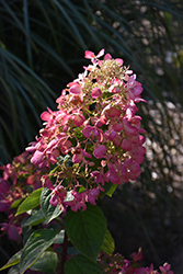 Diamond Rouge Hydrangea (Hydrangea paniculata 'Rendia') at Peter Knippel Garden Centre