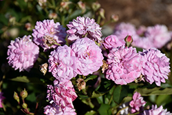 Head Over Heels Rose (Rosa 'BAIeels') at Lakeshore Garden Centres