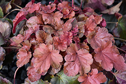Little Cuties Blondie Coral Bells (Heuchera 'Blondie') at Lakeshore Garden Centres
