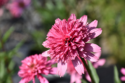 Cone-fections Mini Belle Coneflower (Echinacea 'Mini Belle') at Lakeshore Garden Centres