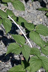 Bristol Raspberry (Rubus 'Bristol') at Lakeshore Garden Centres