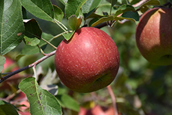 WineCrisp Apple (Malus 'Co-op31') at Lakeshore Garden Centres