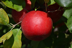 Haralred Apple (Malus 'Haralred') at Lakeshore Garden Centres
