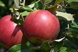 Red Regent Apple (Malus 'Red Regent') at Lakeshore Garden Centres
