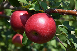 Rave Apple (Malus 'Rave') at Lakeshore Garden Centres