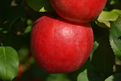 First Kiss Apple (Malus 'First Kiss') at Lakeshore Garden Centres