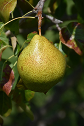 Gourmet Pear (Pyrus 'Gourmet') at Lakeshore Garden Centres