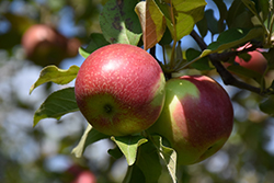 KinderKrisp Apple (Malus 'KinderKrisp') at Lakeshore Garden Centres