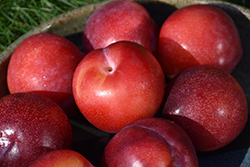 Santa Rosa Plum (Prunus 'Santa Rosa') at Lakeshore Garden Centres