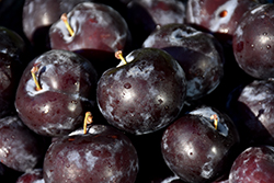 BlackIce Cherry-Plum (Prunus 'Lydecker') at Lakeshore Garden Centres
