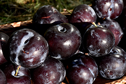 Black Amber Plum (Prunus 'Black Amber') at Lakeshore Garden Centres