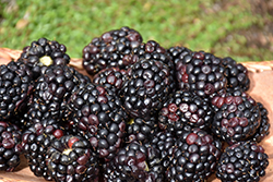Prime-Ark 45 Blackberry (Rubus 'APF-45') at Lakeshore Garden Centres