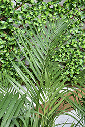 Hoopers Palm (Chamaedorea hooperiana) at Lakeshore Garden Centres