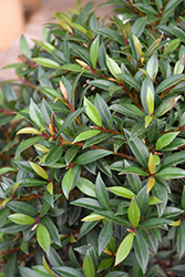 Magenta Cherry (Syzygium paniculatum) at Lakeshore Garden Centres