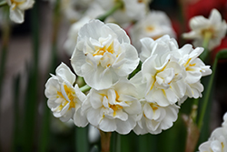 Bridal Crown Daffodil (Narcissus 'Bridal Crown') at Peter Knippel Garden Centre
