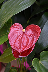 Anthurium (Anthurium andraeanum) at Lakeshore Garden Centres