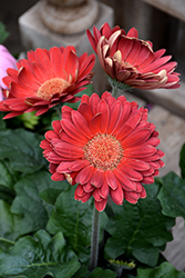 Red Gerbera Daisy (Gerbera 'Red') at A Very Successful Garden Center