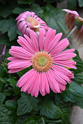Pink Gerbera Daisy (Gerbera 'Pink') at The Mustard Seed