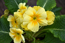 Primrose (Primula acaulis) at Lakeshore Garden Centres