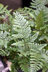 Rabbit's Foot Fern (Davallia fejeensis) at Lakeshore Garden Centres