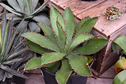 Cow Horn Agave (Agave bovicornuta) at Lakeshore Garden Centres