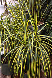 Kiwi Dracaena (Dracaena marginata 'Kiwi') at Golden Acre Home & Garden