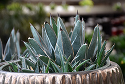 King of the Agaves (Agave ferdinandi-regis) at Lakeshore Garden Centres