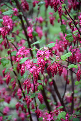 King Edward VII Winter Currant (Ribes sanguineum 'King Edward VII') at Lakeshore Garden Centres