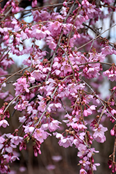Pink Cascade Weeping Cherry (Prunus 'NCPH1') at Lakeshore Garden Centres