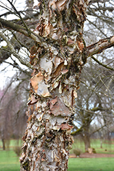 City Slicker River Birch (Betula nigra 'Whit XXV') at Lakeshore Garden Centres