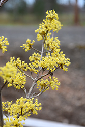 Saffron Sentinel Cornelian Cherry (Cornus mas 'JFS PN4Legacy') at Lakeshore Garden Centres