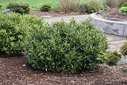 Jade Enchantress Cherry Laurel (Prunus laurocerasus 'Monarone') at Lakeshore Garden Centres