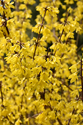 Springshine Forsythia (Forsythia x intermedia 'SMFXGP') at Lakeshore Garden Centres
