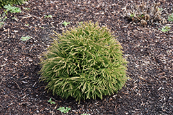 Little Champion Japanese Cedar (Cryptomeria japonica 'Little Champion') at Lakeshore Garden Centres