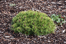 Donna's Mini Mugo Pine (Pinus mugo 'Donna's Mini') at Lakeshore Garden Centres