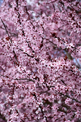 Mt. St. Helens Plum (Prunus cerasifera 'Mt. St. Helens') at Lakeshore Garden Centres