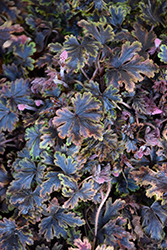 Sylvan Lace Foamflower (Tiarella 'TNTIASL') at Lakeshore Garden Centres