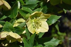 Mellow Yellow Hellebore (Helleborus 'Mellow Yellow') at Lakeshore Garden Centres