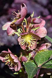 Hot Flash Hellebore (Helleborus 'Hot Flash') at Lakeshore Garden Centres