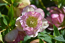 Brushstrokes Strain Hellebore (Helleborus 'Brushstrokes Strain') at Lakeshore Garden Centres
