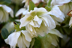 Sparkling Diamond Hellebore (Helleborus 'Sparkling Diamond') at Lakeshore Garden Centres